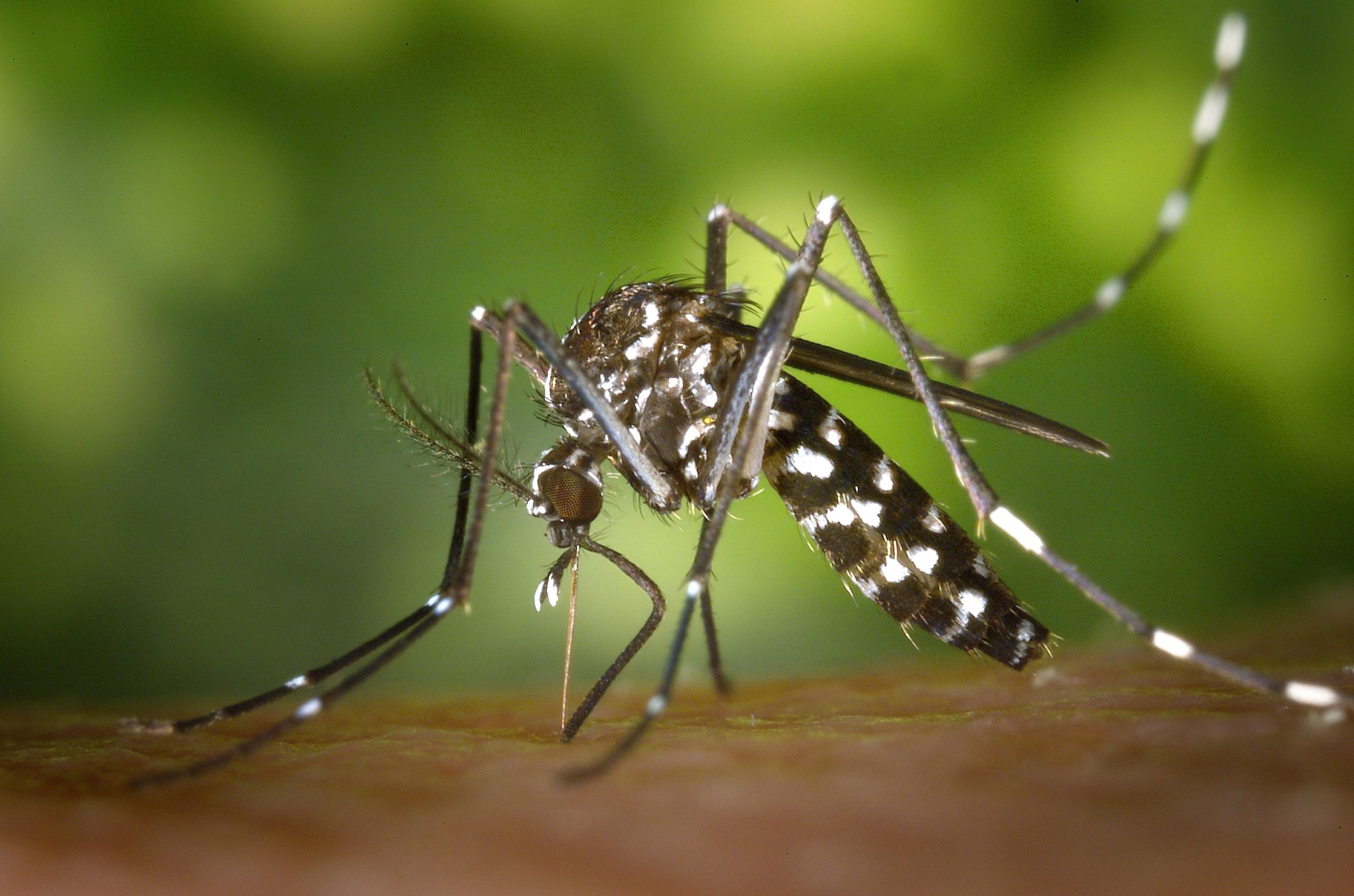 El Niño pode impulsionar avanço da dengue e Brasil pode registrar 1,7 milhão de casos em 2027